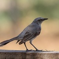 Tyran gris Tyrannus dominicensis - Grey Kingbird