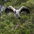 Tantale d'Amérique Mycteria americana - Wood Stork