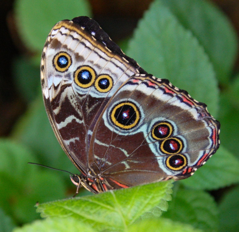 Papillon morpho bleu