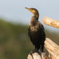  Cormoran vigua Phalacrocorax brasilianus - Neotropic Cormorant