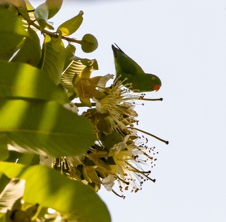 Coryllis vernal Loriculus vernalis - Vernal Hanging Parrot