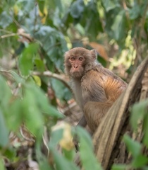 macaque rhésus