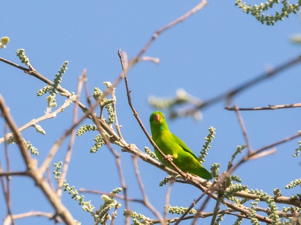 Coryllis vernal Loriculus vernalis - Vernal Hanging Parrot