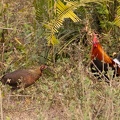 Coq bankiva Gallus gallus - Red Junglefowl