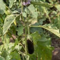 plant d'aubergine