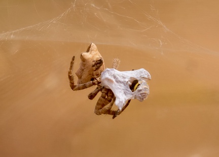 araignée et sa proie