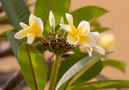 frangipanier : Plumeria alba - fleur des temples