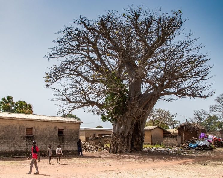  baobab sacré au centre du village