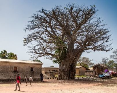  baobab sacré au centre du village