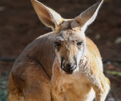 kangourou roux (Macropus rufus) 