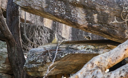 pétrogale d'Australie occidentale - wallaby des rochers (Petrogale lateralis)