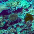 grande barrière de corail
