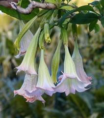 Trompette du jugement, Trompette des anges, Datura - Brugmansia arborea