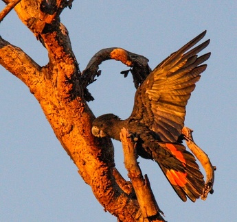 Cacatoès banksien Calyptorhynchus banksii - Red-tailed Black Cockatoo
