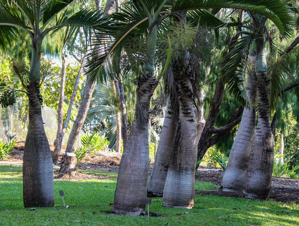 palmier : Ravenea rivularis