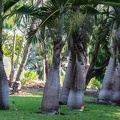palmier : Ravenea rivularis