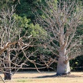baobab australien : Adansonia