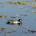 Anserelle élégante Nettapus pulchellus - Green Pygmy Goose