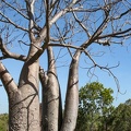 baobab australien : Adansonia