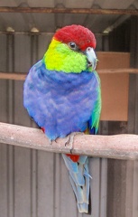Perruche à tête pourpre Purpureicephalus spurius - Red-capped Parrot