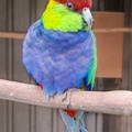 Perruche à tête pourpre Purpureicephalus spurius - Red-capped Parrot