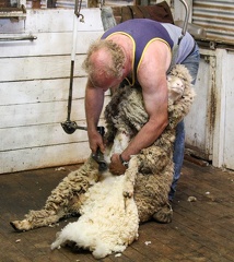 ile kangourou : tonte des moutons