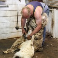 ile kangourou : tonte des moutons