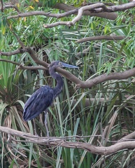 Héron typhon Ardea sumatrana - Great-billed Heron