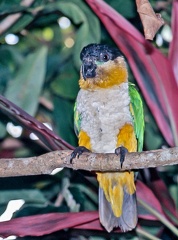 Orénoque 2004 : Caïque maïpourri Maïpouri à tête noire Pionites melanocephalus - Black-headed Parrot