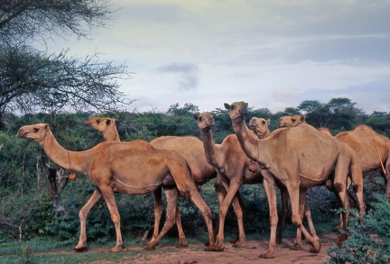 Ethiopie : troupeau de dromadaires