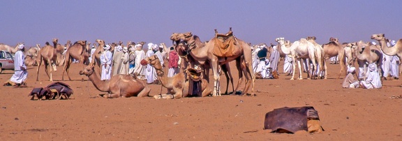 Soudan :  marché de bétail de Mowailih Omdurman (Khartoum)(latitude 6ème cataracte)