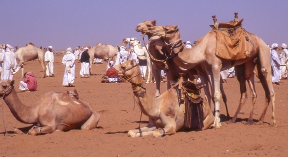 Soudan :  marché de bétail de Mowailih Omdurman (Khartoum)(latitude 6ème cataracte)