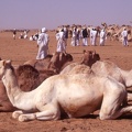 Soudan :  marché de bétail de Mowailih Omdurman (Khartoum) (latitude 6ème cataracte)
