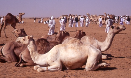 Soudan :  marché de bétail de Mowailih Omdurman (Khartoum) (latitude 6ème cataracte)