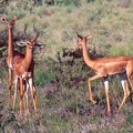 Gazelle de Waller  Litocranius walleri - antilope girafe, gazelle-girafe, gérénuk