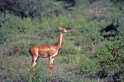 Gazelle de Waller  Litocranius walleri - antilope girafe, gazelle-girafe, gérénuk