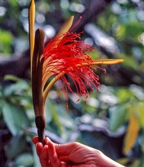 Orénoque 2004 : fleur du cacao d'eau