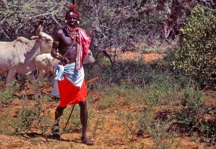 nord Kenya : gardien de troupeau 