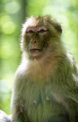 macaque de Barbarie  - magot - macaque berbère (Macaca sylvanus)