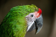 Ara de Buffon Ara ambiguus - Great Green Macaw