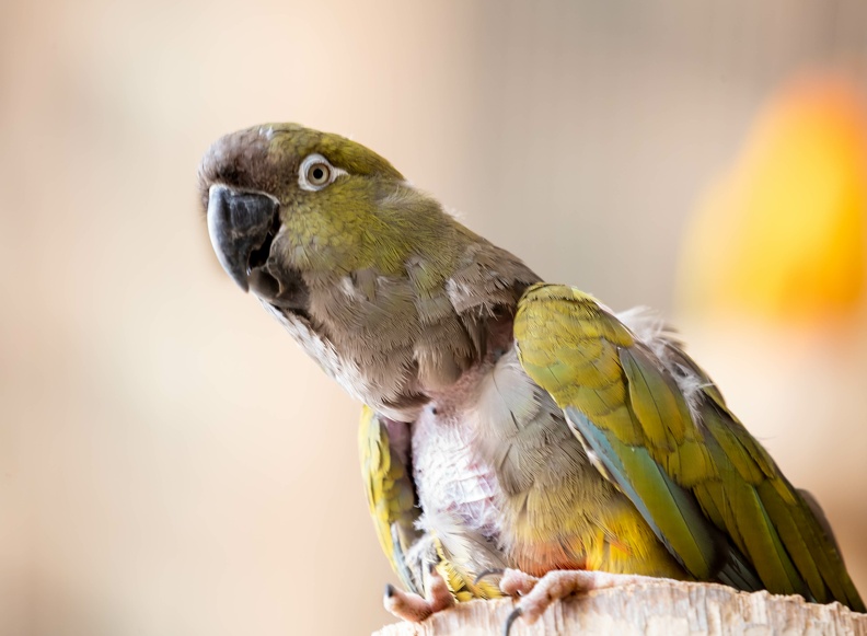 Conure de Patagonie Cyanoliseus patagonus - Burrowing Parrot
