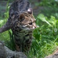 Chat-léopard  -  Chat léopard du Bengale - Chat de Chine (Prionailurus bengalensis)