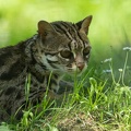 Chat-léopard  -  Chat léopard du Bengale - Chat de Chine (Prionailurus bengalensis)