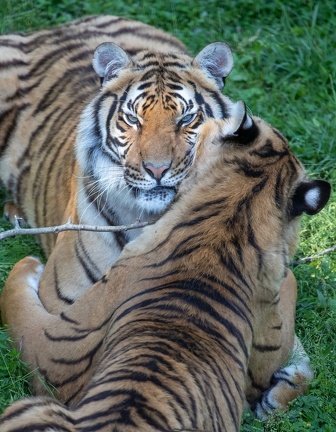 Tigre de Malaisie (Panthera tigris jacksoni) 