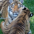 Tigre de Malaisie (Panthera tigris jacksoni) 
