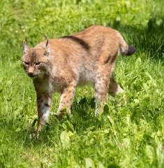 Lynx boréal (Lynx lynx), Lynx d'Eurasie, Lynx commun, Loup-cervier 