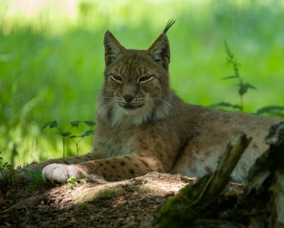 Lynx boréal (Lynx lynx), Lynx d'Eurasie, Lynx commun, Loup-cervier 