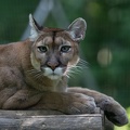 puma - lion de montagne - cougar (Puma concolor)