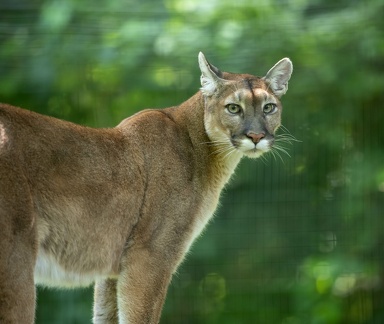 puma  - lion de montagne - cougar (Puma concolor)