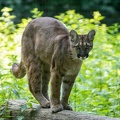 puma - lion de montagne - cougar (Puma concolor)